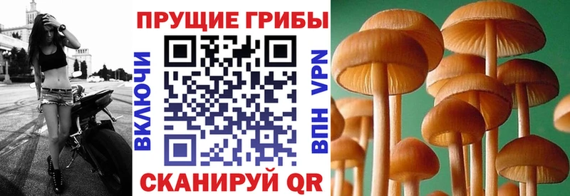 Псилоцибиновые грибы MAGIC MUSHROOMS  Купить где  Короча 